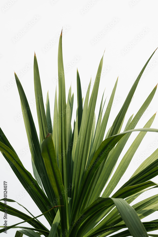 Close-up nature images of tropical leaves, background images and green leaf patterns. Close-up nature images of tropical leaves, background images and green leaf patterns.