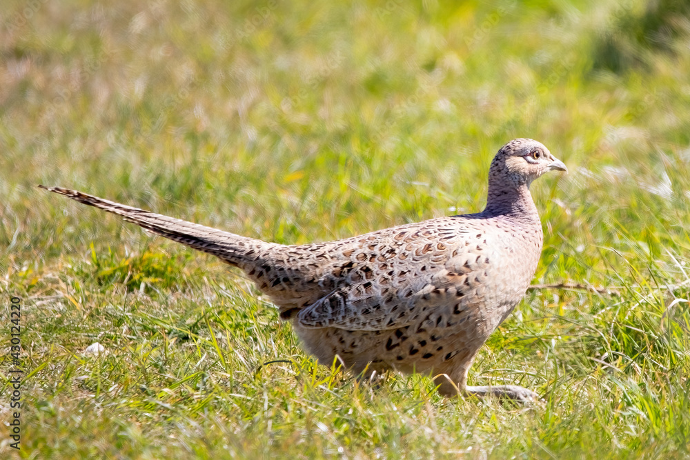 Obraz premium A Pheasant hen walking through a meadow