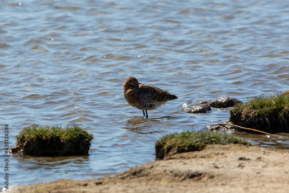 A Common Redshank sleeping while wading in water A Common Redshank sleeping while wading in water