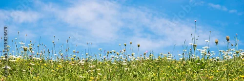 Obraz  z motywem Photo of daisies and wildflowers in a meadow with blue sky. Panoramic summer background, green field and prairie, spring web banner