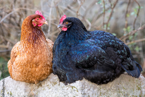 Deux belles poules pondeuses photo