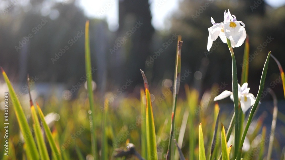 Fototapeta premium White iris flower blossom, gardening in California, USA. Delicate bloom in spring morning garden, drops of fresh dew on petals. springtime flora in soft focus. Natural botanical close up background.