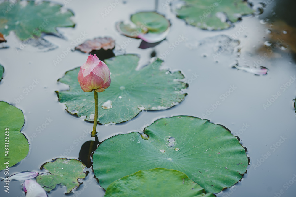 Beautiful lotus flower is the symbol of the Buddha, Thailand Beautiful lotus flower is the symbol of the Buddha, Thailand