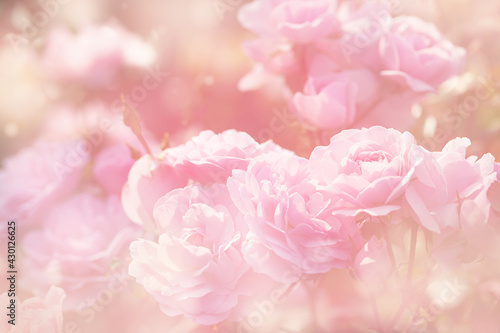 delicate floral background with pink roses, soft focus © Klever_ok