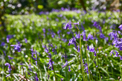 bluebells, Hyacinthoides, wild flowers in blooming in a forest.