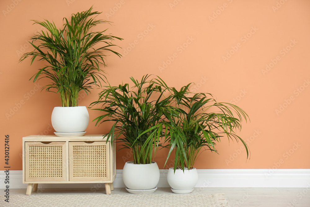 Beautiful exotic house plants near color wall indoors