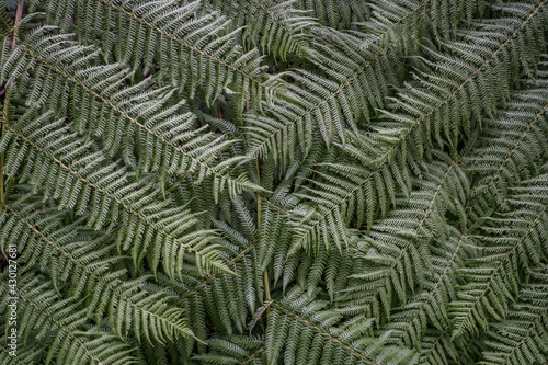 green fern leaves