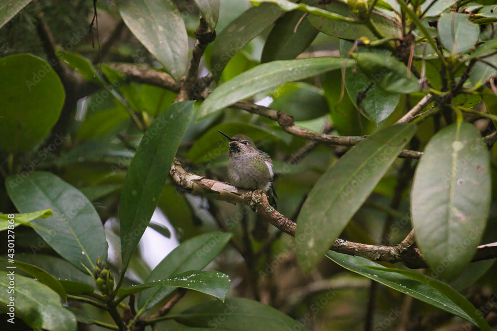 Fototapeta premium a single hummingbird sitting in a rhododentron tree