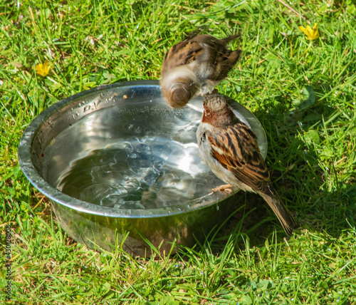 Sparrow in a headspin washing in a birdbath photo