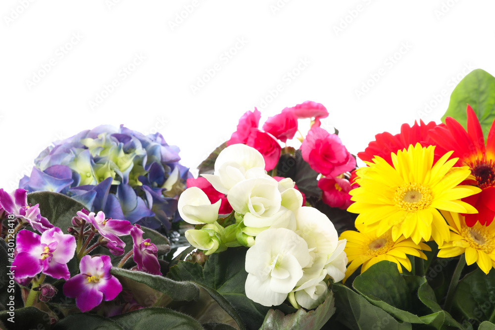 Different beautiful colorful flowers on white background Different beautiful colorful flowers on white background