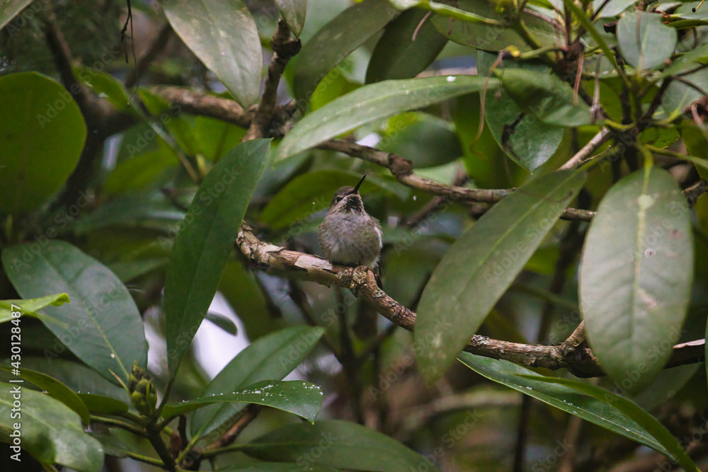 Fototapeta premium a single hummingbird sitting alone on a branch