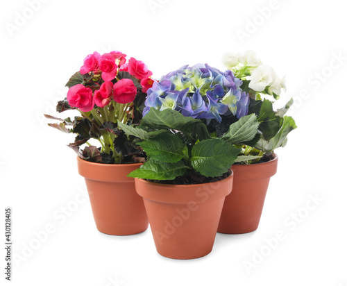 Fototapeta Naklejka Na Ścianę i Meble -  Different beautiful blooming plants in flower pots on white background