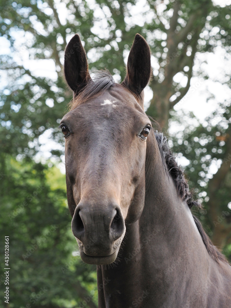 Obraz premium Bay Horse Headshot