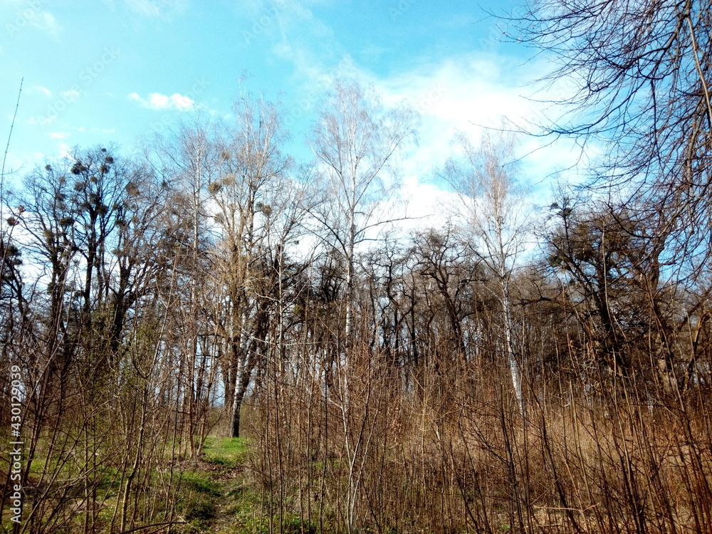 Beautiful blue sky with trees and clouds