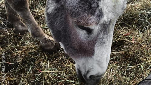donkey eating straw