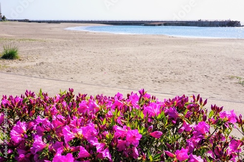 伊豆多賀の長浜公園の砂浜とツツジの花