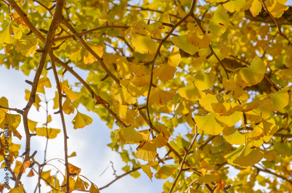 Fototapeta premium イチョウの葉