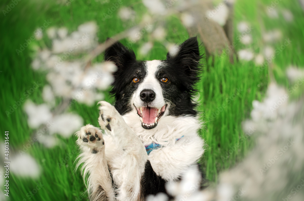 border collie cute dog portrait spring mood walk in the garden
