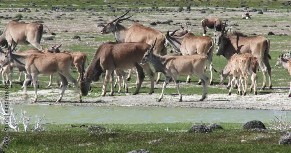 A herd of Eland with calves walk around a water hole in South Africa