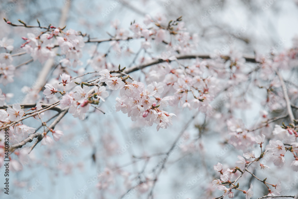 Sakura or Cherry Blossom or Japanese Cherry