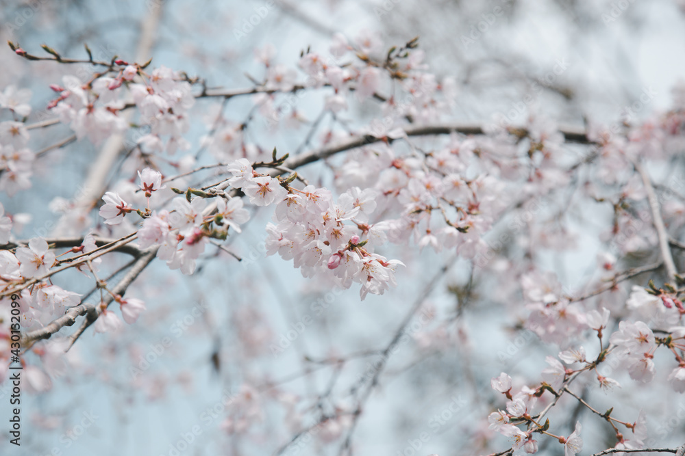 Sakura or Cherry Blossom or Japanese Cherry Sakura or Cherry Blossom or Japanese Cherry