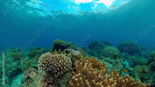 Tropical fishes and coral reef underwater. Hard and soft corals, underwater landscape. Philippines. © Alex Traveler