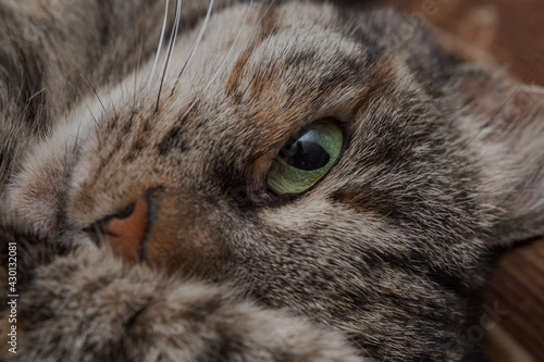 close-up of a domestic cat's face