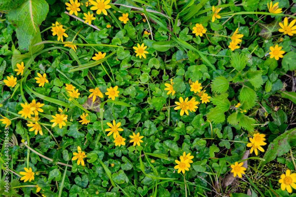 Top view for cowflock flowers caltha palustris bright yellow flowers similar to buttercup flovers, leaves are poisonous to livestock and humans due to the presence of protoanemonin