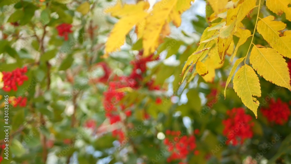 Red berries on tree, gardening in California, USA. Natural atmospheric botanical close up background. Viburnum, spring or fall morning garden or forest, fresh springtime or autumn flora in soft focus. Red berries on tree, gardening in California, USA. Natural atmospheric botanical close up background. Viburnum, spring or fall morning garden or forest, fresh springtime or autumn flora in soft focus.