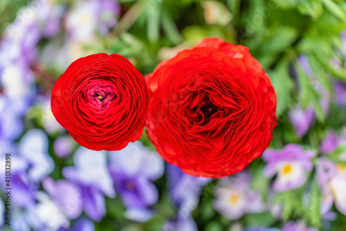 Draufsicht - 2  Ranunkel Blüten von oben mit stark leuchtenden roten Blütenblättern photo