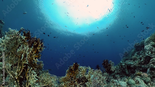 Tropical Fishes on Coral Reef  underwater scene. Philippines.