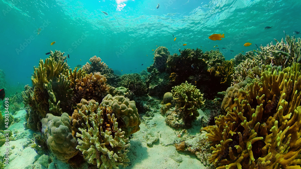 Tropical fishes and coral reef underwater. Hard and soft corals, underwater landscape. Philippines.