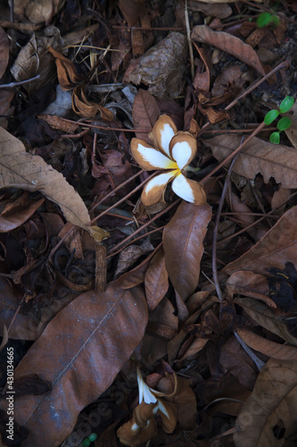 White flowers withered on the ground