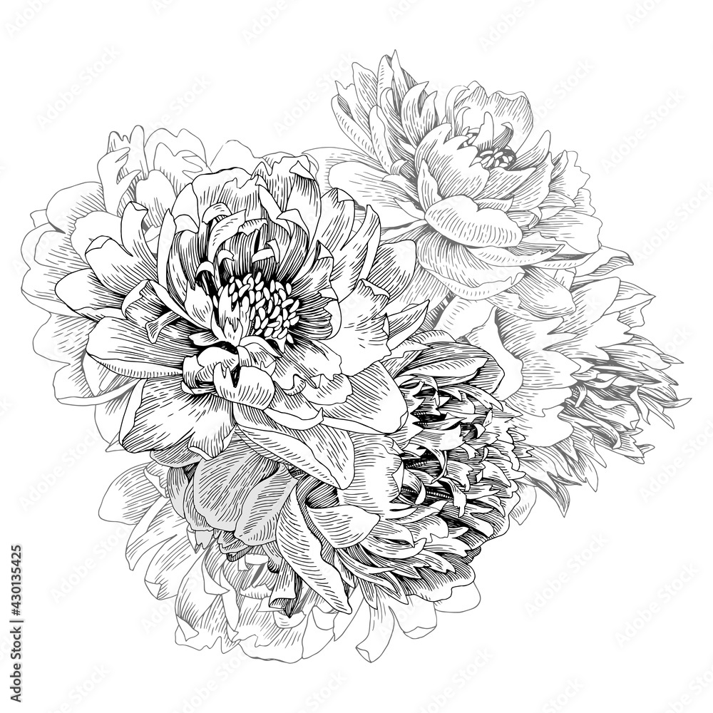 Bouquet of isolated peonies. Vector illustration Bouquet of isolated peonies. Vector illustration