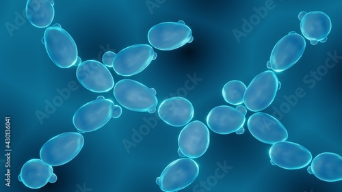 Cuadro en lienzo Yeast cells, saccharomyces cerevisiae cells close-up