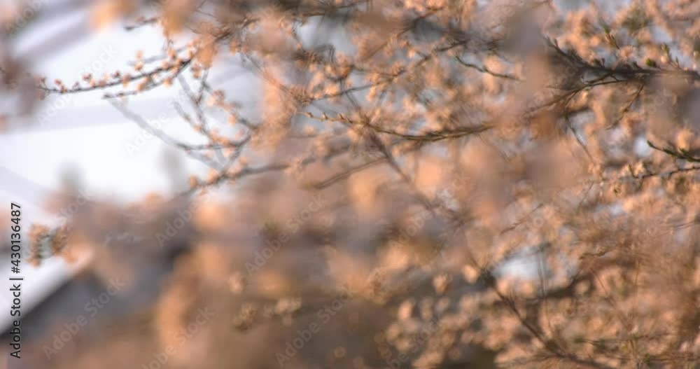 a twig with plum flowers illuminated by the rays of the setting sun a twig with plum flowers illuminated by the rays of the setting sun