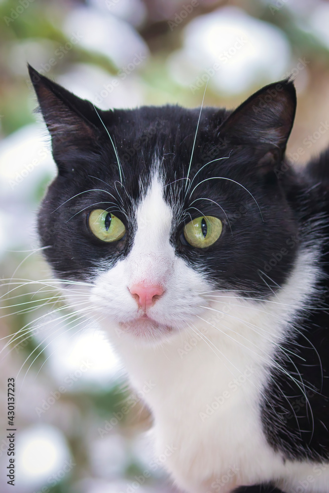 small black and white cat sits outside in the snow small black and white cat sits outside in the snow