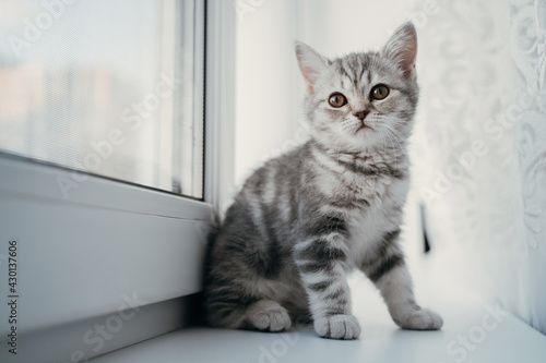 Little scottish tabby kitten sits on the window