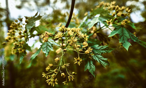 A linden blossoms in the woods