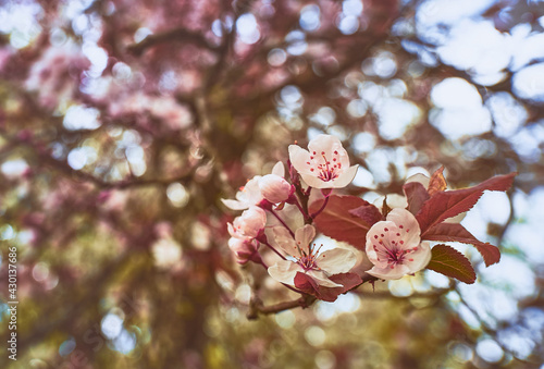 A pink cherry blossom tree 