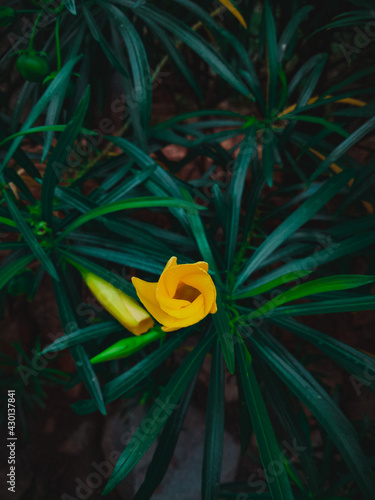 Flower at my village