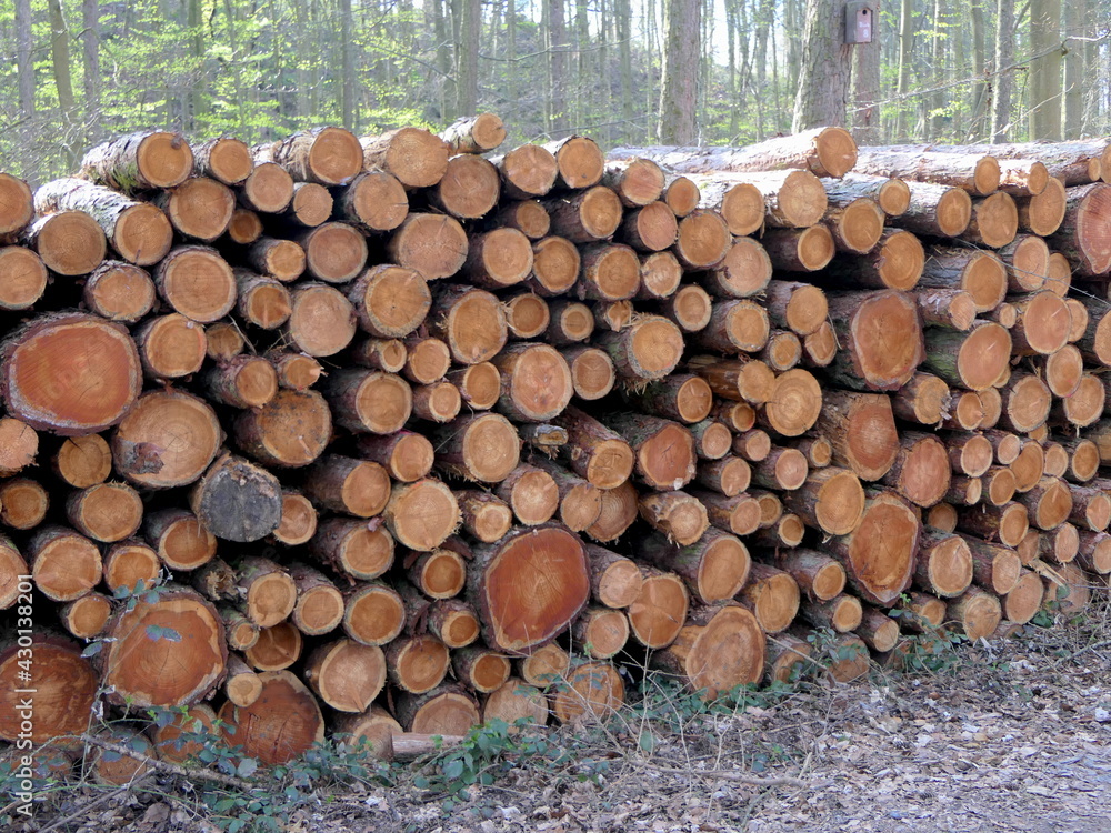 gefällte Holzstämme in einem Wald