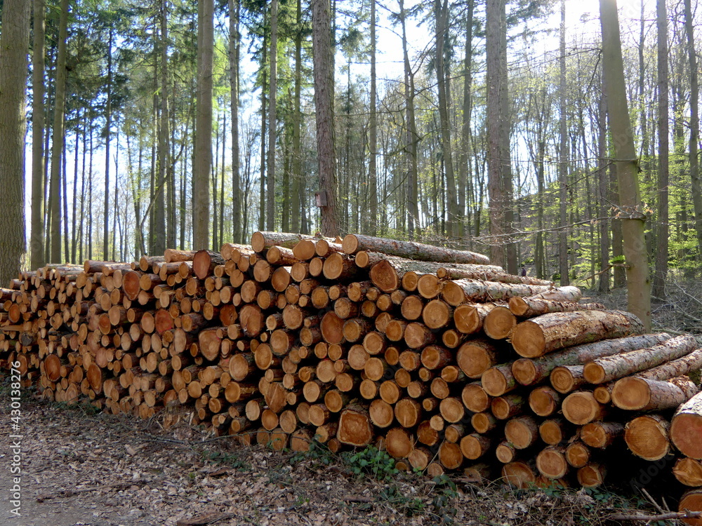 gefällte Holzstämme in einem Wald