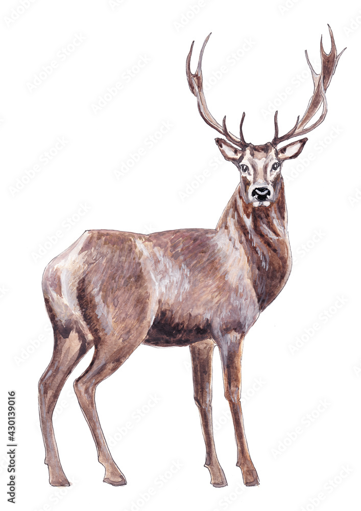 Obraz Watercolor illustration of brown forest deer isolated on white background