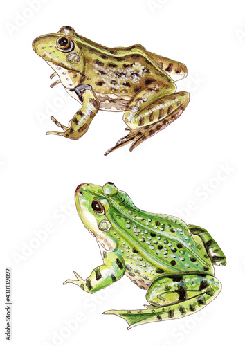 Valokuva Watercolor illustration of two frogs in green and marsh color isolated on white