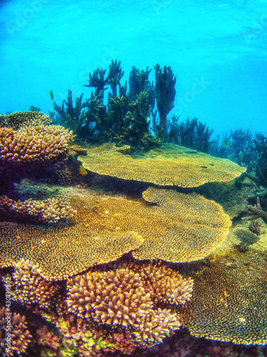 Coral Reef at Cape Range National Park photo