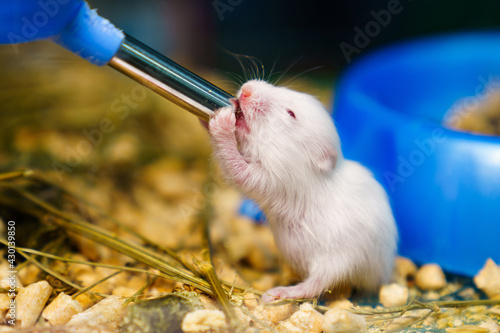Obraz na płótnie A baby syrian hamster drinking water from a special water bottle in a cage