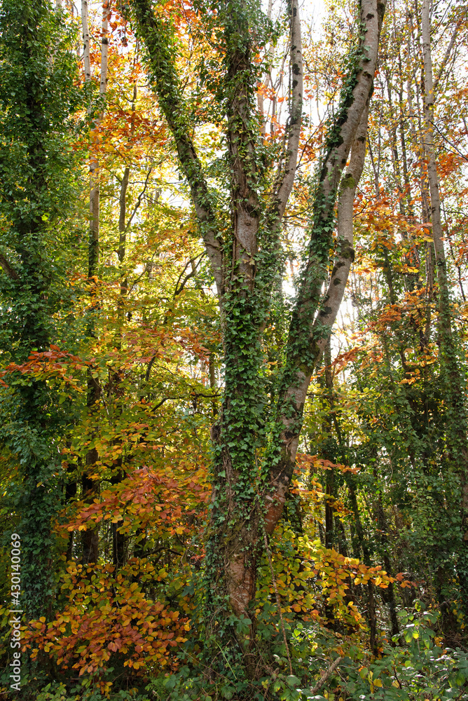 Autumn day in the forest Autumn day in the forest