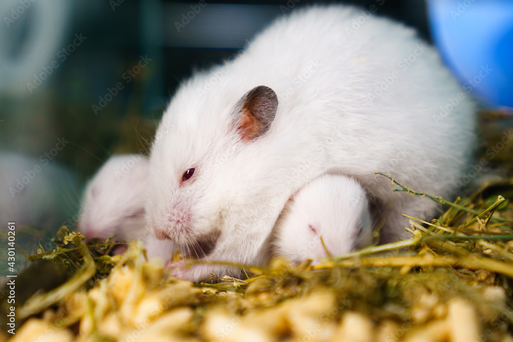 white Syrian hamster with toddlers in cage.