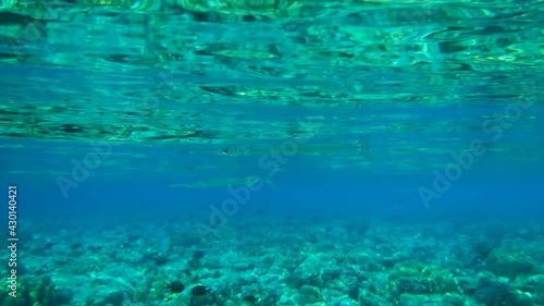 Group of Needlefish swims under surface of the blue water reflecting from the water surface. Underwater life in the ocean (4K-60pfs). photo